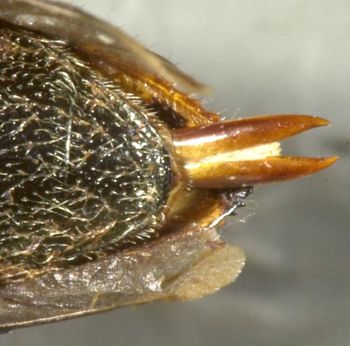 Media type: image;   Entomology 33811 Aspect: anal sclerite